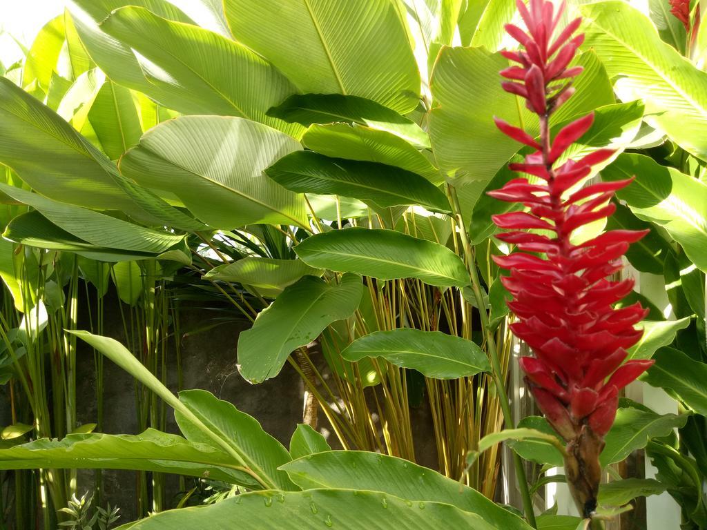 Villa Esa Ubud Kültér fotó